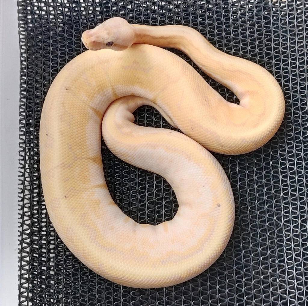 ballpython-3-gen-raree-DUNEO15CYX