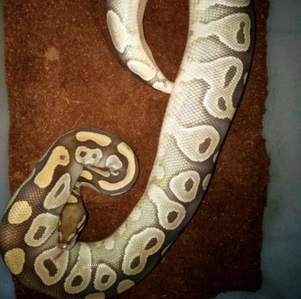 f-mojave-proven-K8MIFZHEII