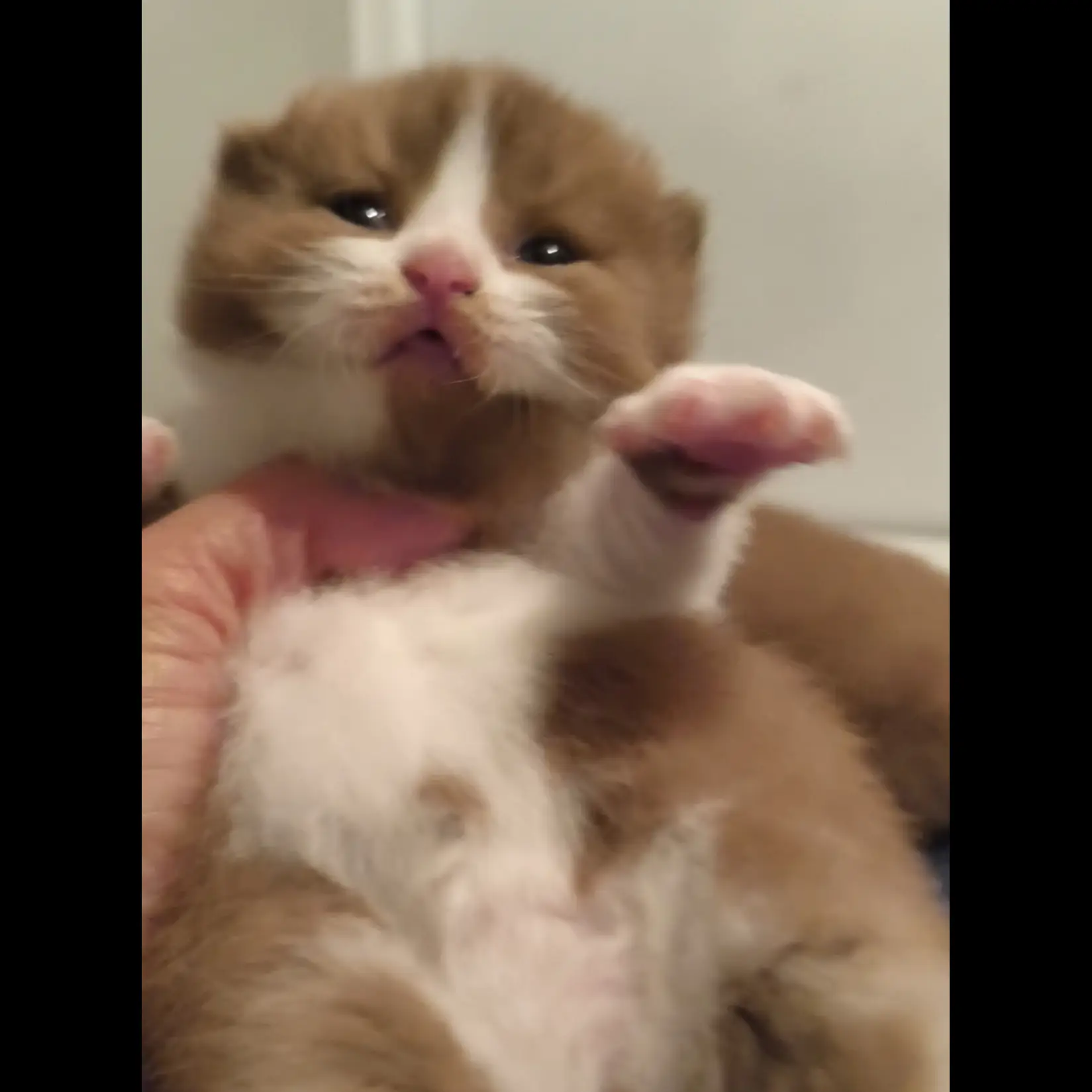 ready-booking-baby-bsh-cinamon-jantam-simetris-268NICGBNJ