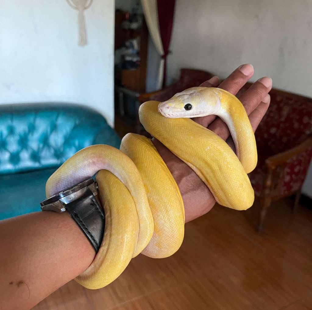 reticulatus-ivory-RFUFUCR9I9
