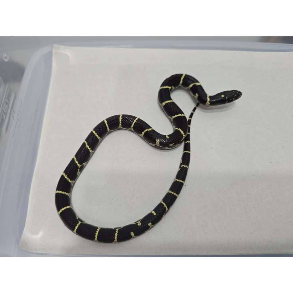 mexican-black-kingsnake-hybrid-kingsnake-mbk-motif-gahar-kode-a-XQEBM76F8P