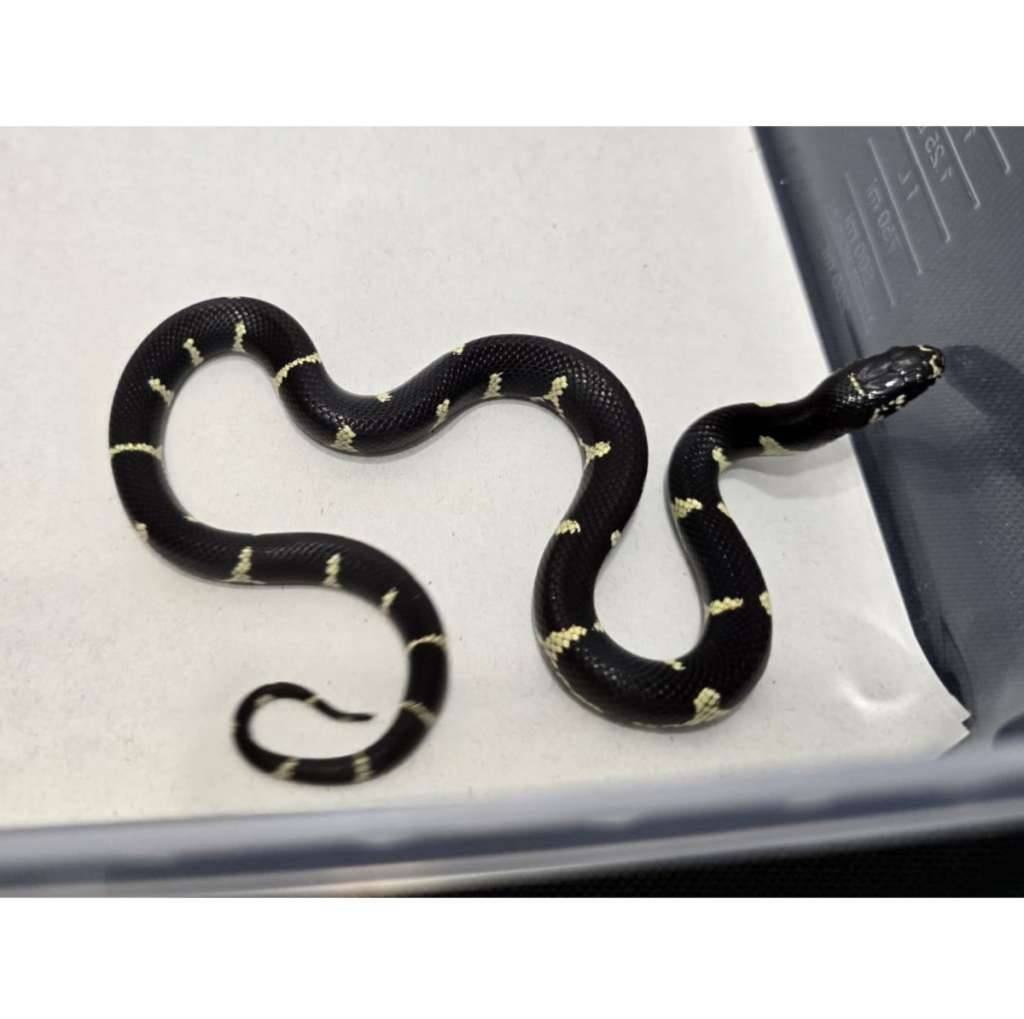 mexican-black-kingsnake-hybrid-kingsnake-mbk-motif-gahar-kode-b-IXH2M26ZJ5