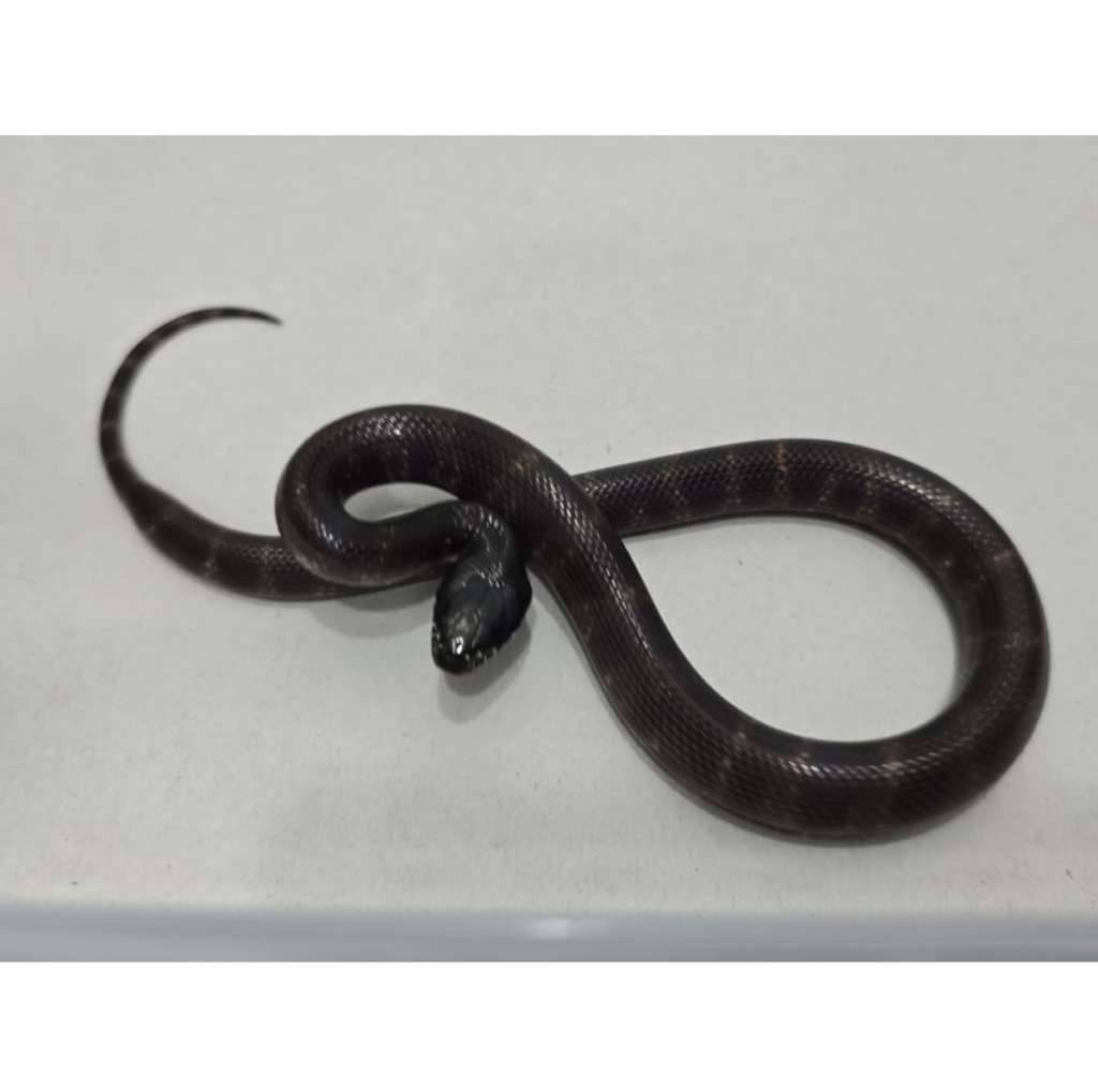 mexican-black-kingsnake-hybrid-kingsnake-mbk-motif-gahar-kode-d-0GA767TFPA