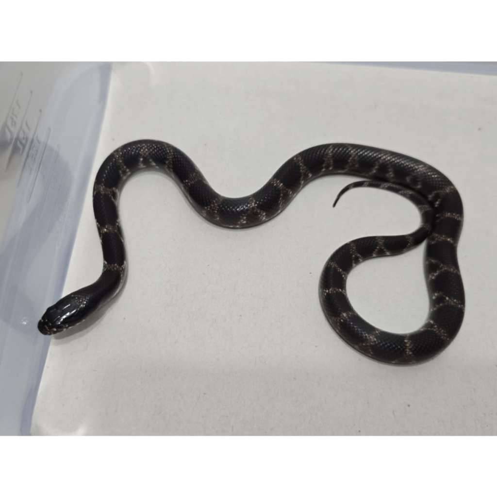 mexican-black-kingsnake-hybrid-kingsnake-mbk-motif-gahar-kode-e-5QXWEO9S6H
