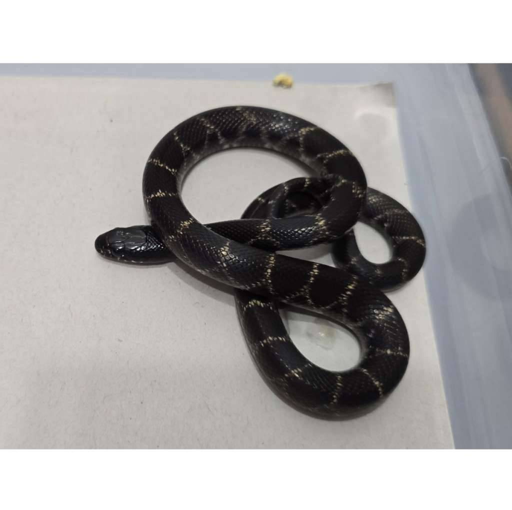 mexican-black-kingsnake-hybrid-kingsnake-mbk-motif-gahar-kode-f-TWQQZ8KZ6T
