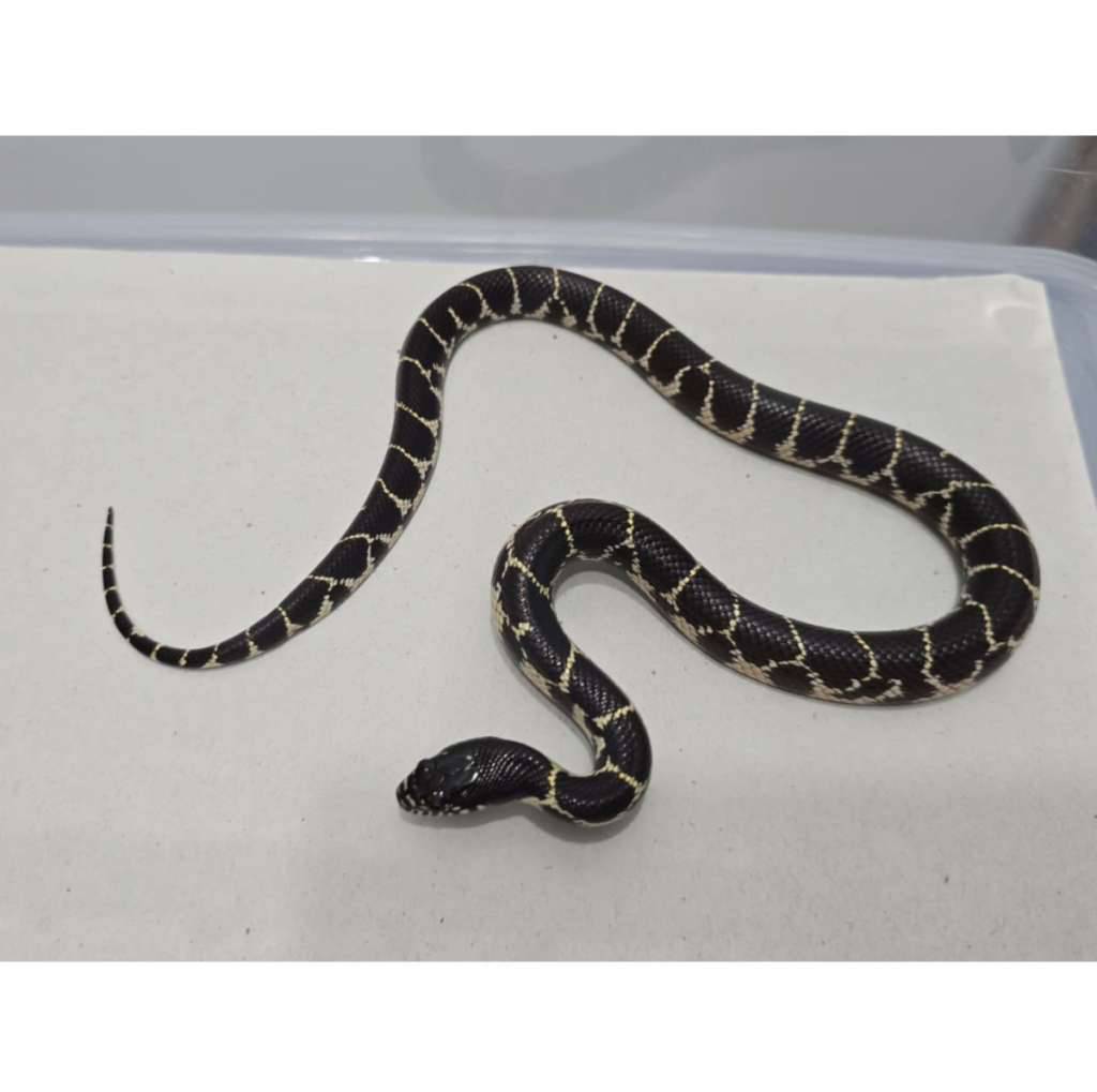 mexican-black-kingsnake-hybrid-kingsnake-mbk-motif-gahar-kode-g-GVJNPQWM51