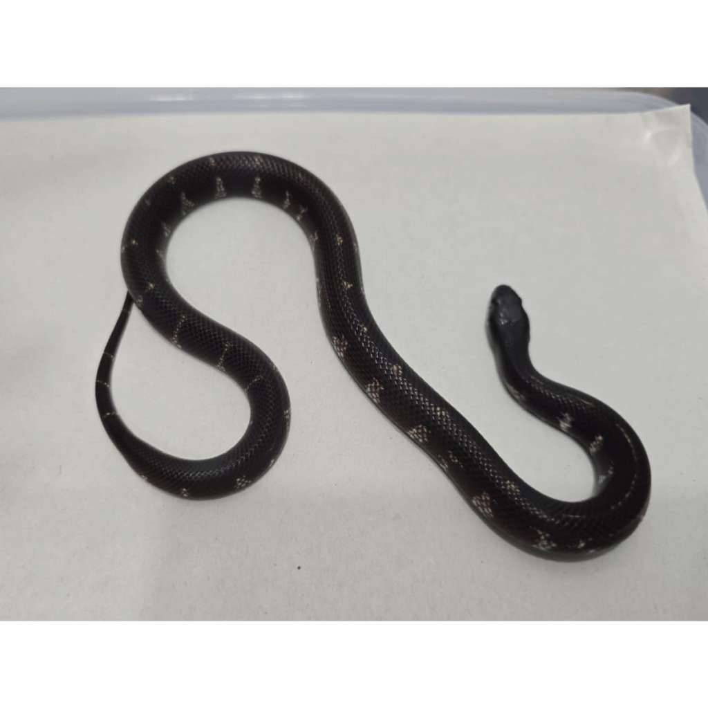 mexican-black-kingsnake-hybrid-kingsnake-mbk-motif-gahar-kode-h-Q0IVYJYCS2