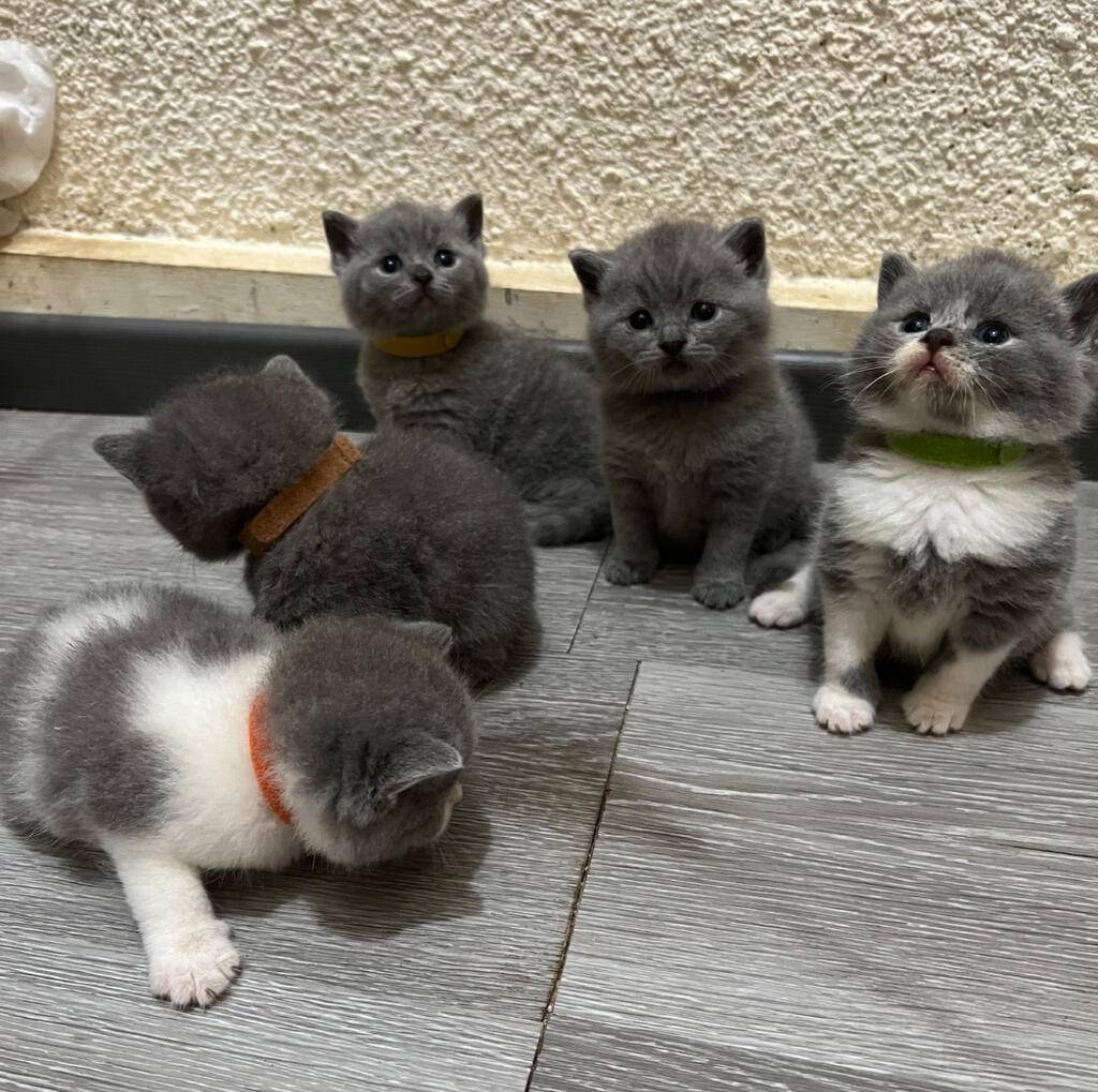 borongan-brittish-shorthair-blue-solid-dan-bicolor-YK0YXF57HE