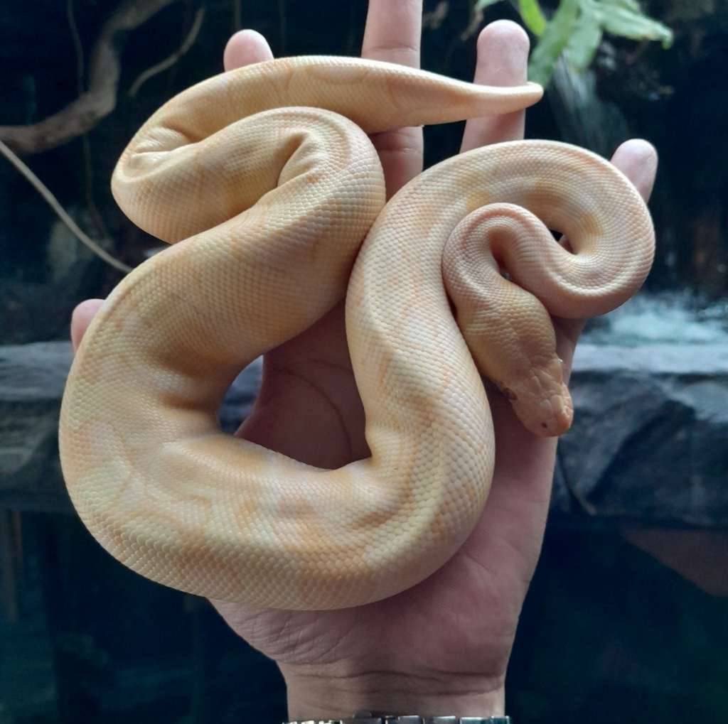 bp-albino-YO6HT2YMHJ