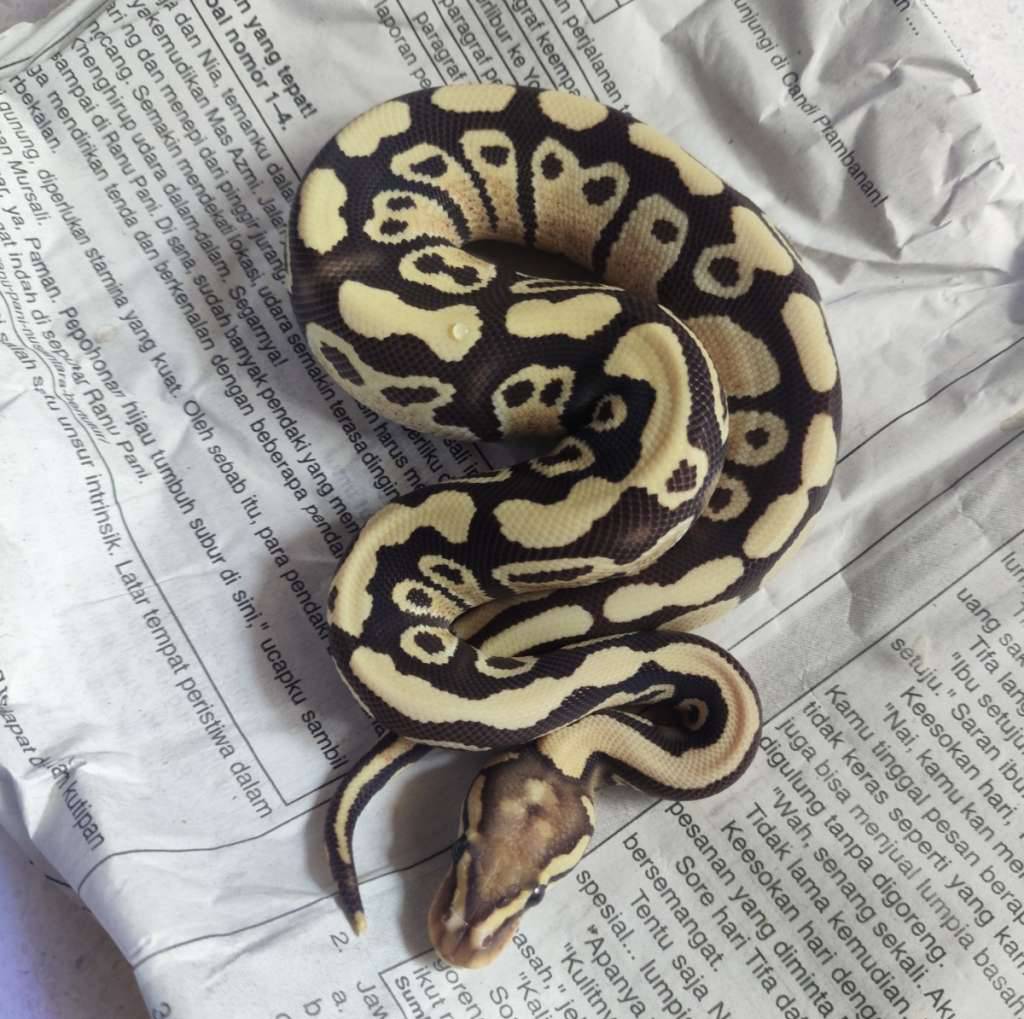 desert-ghost-fire-het-hypo-ph-pied-PI549SOGTF