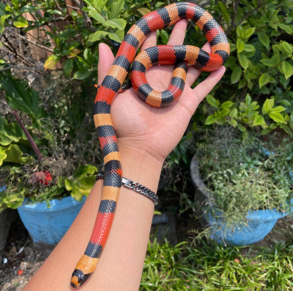 milksnake-pueblan-T5DLMKYUGN