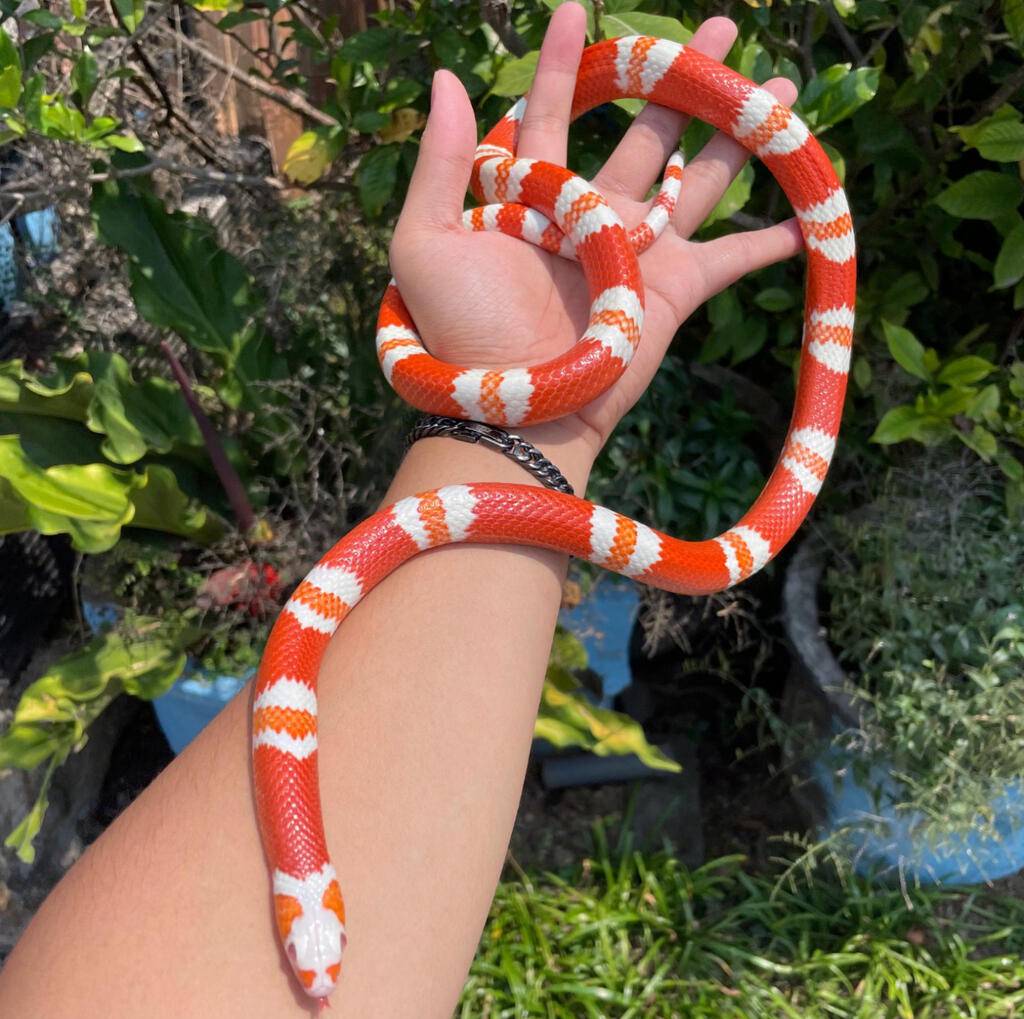 milksnake-albino-tangerine-honduran-GOBEA3YY1L