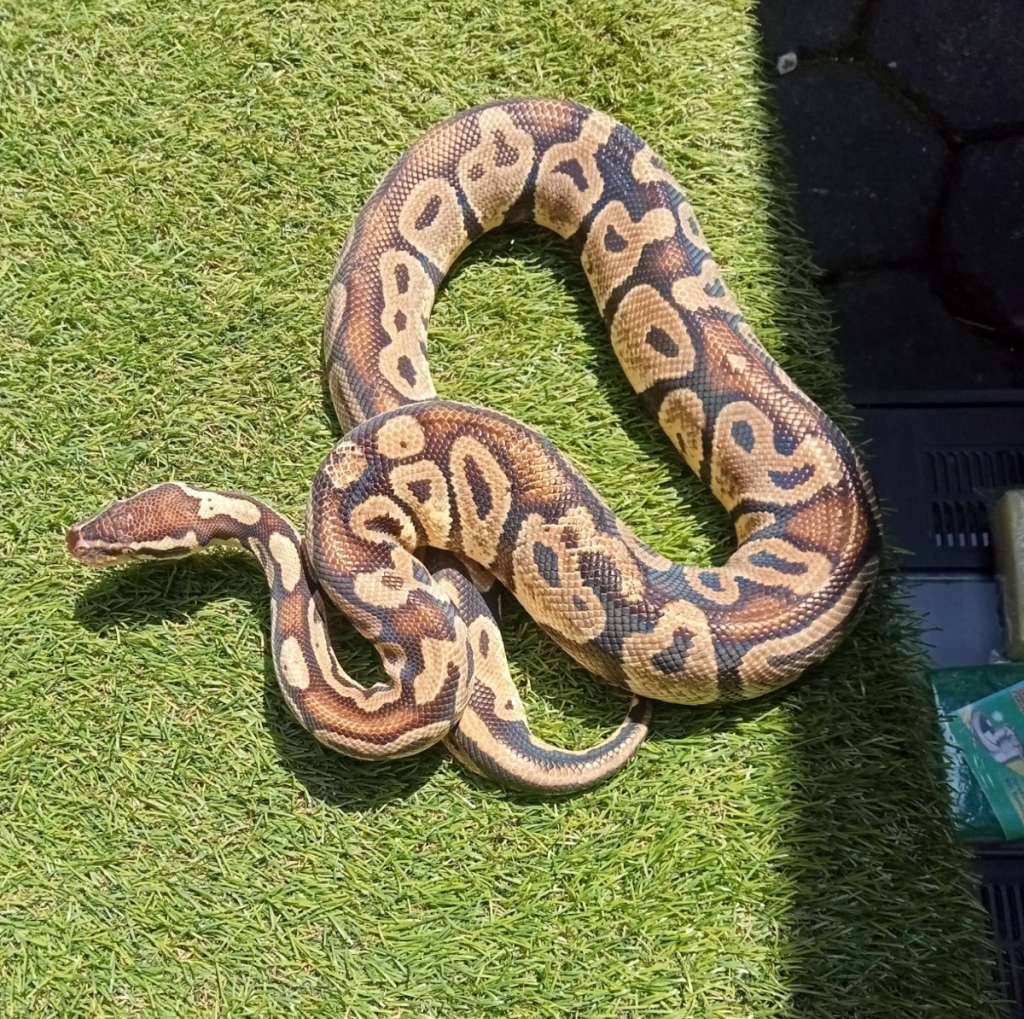 ballpython-pastel-motif-cakep-VH1432WQ29