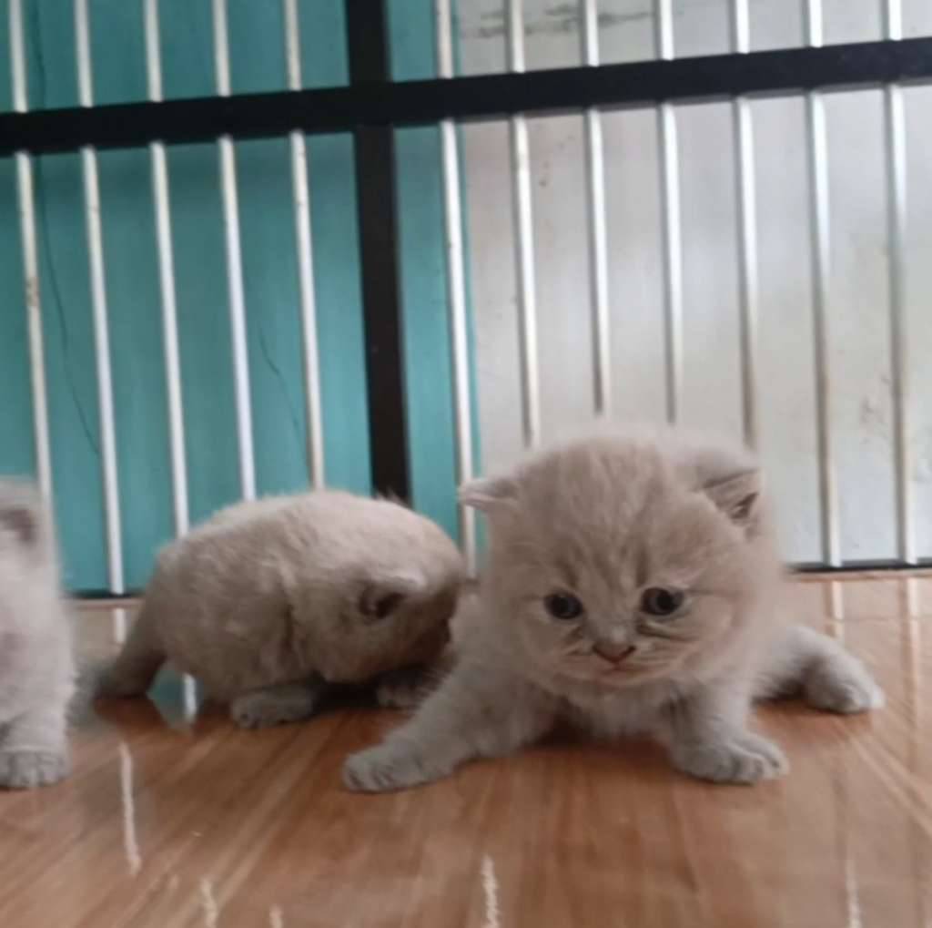 kucing-british-shorthair--bsh-GLY20GX03Y