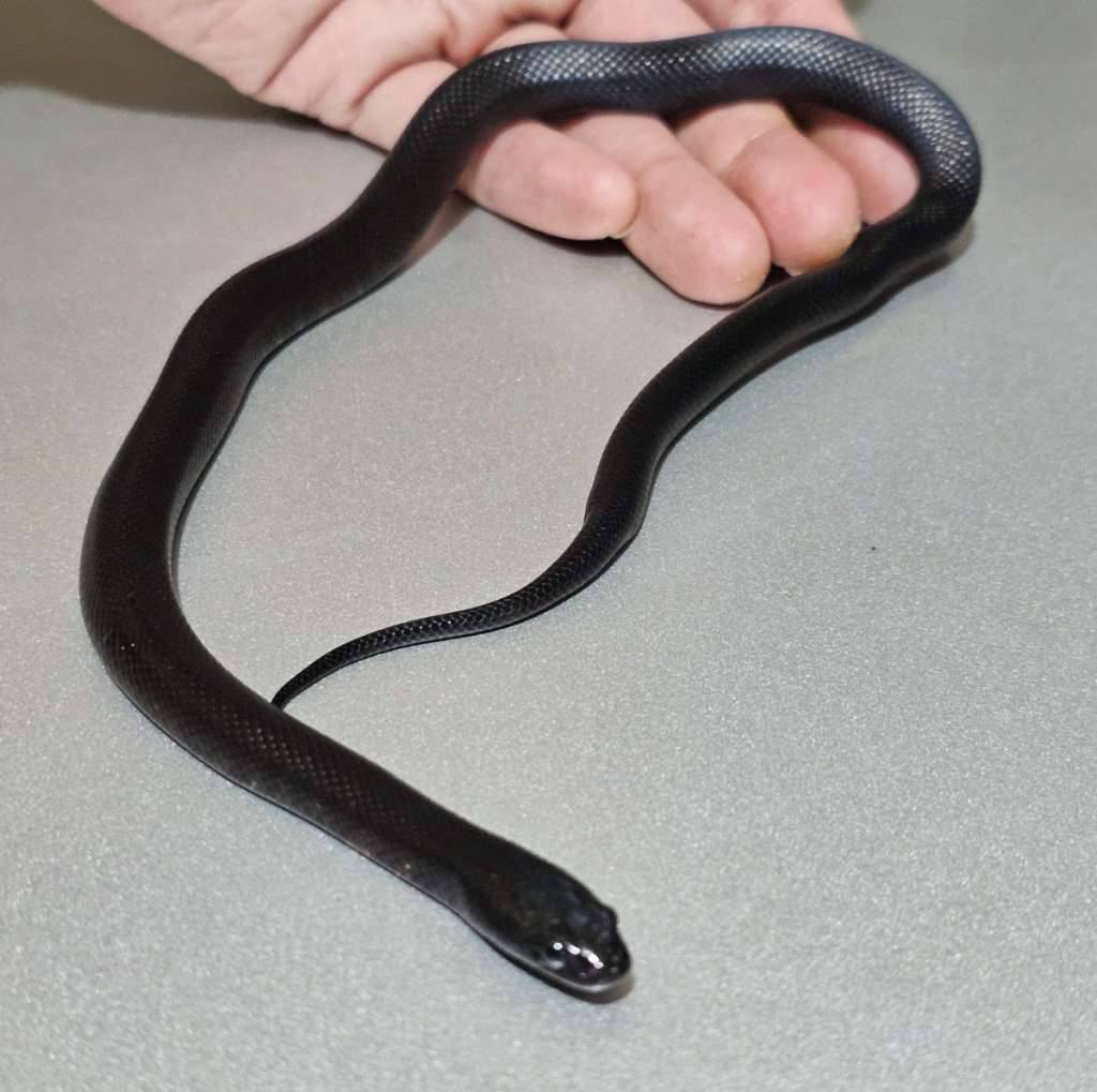 mexican-black-kingsnake-3ZT8UYTHFM