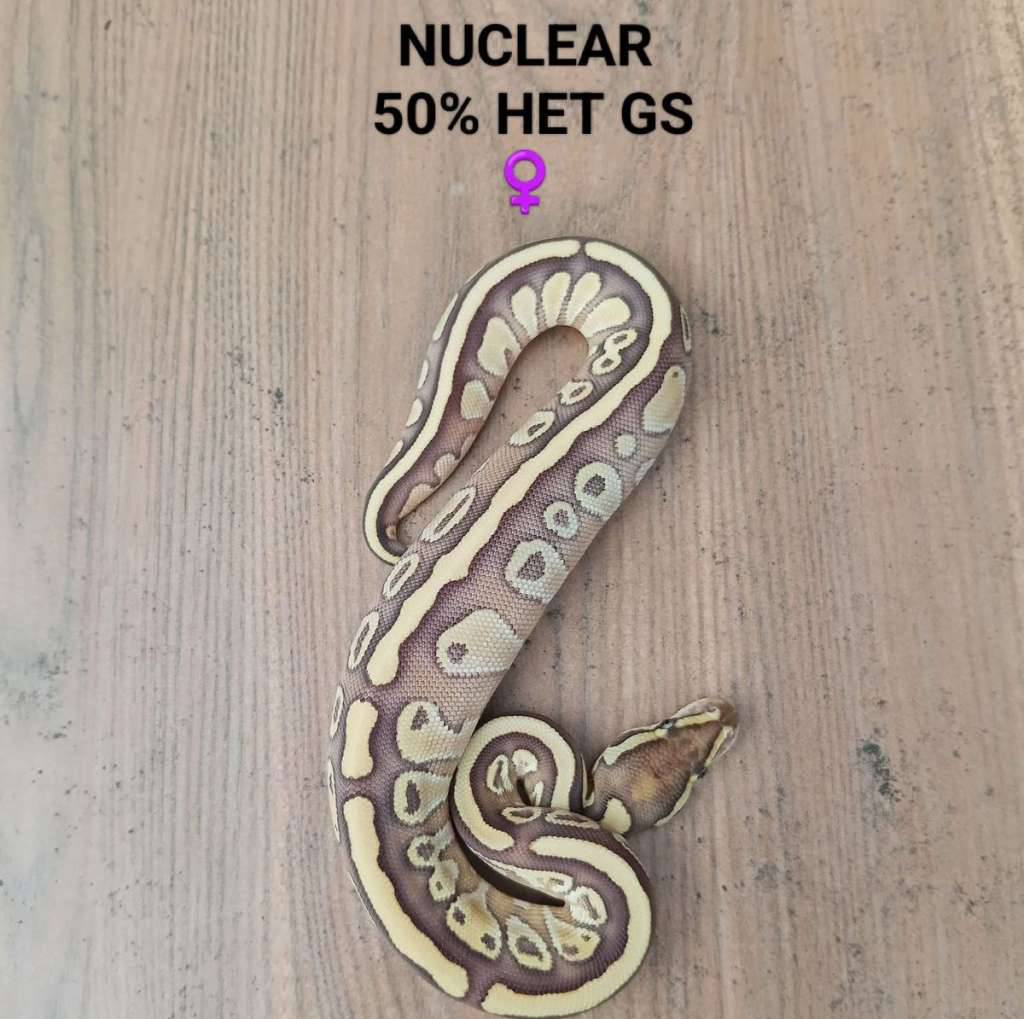 ball-python-fire-butter-atau-nuclear-50-het-genetic-stripe-B5KG91INML