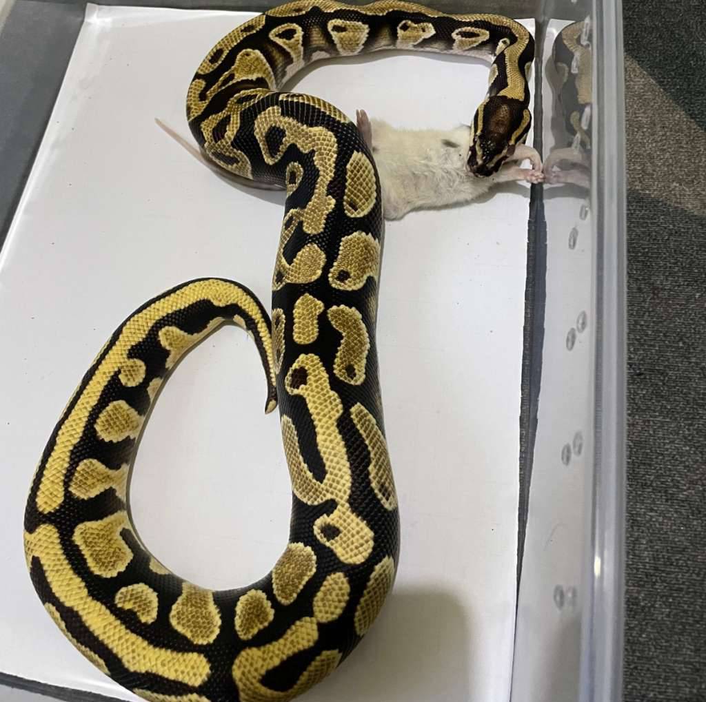 ball-python-yellow-belly-orange-dream-het-desert-ghost-XEIDY1J4UY