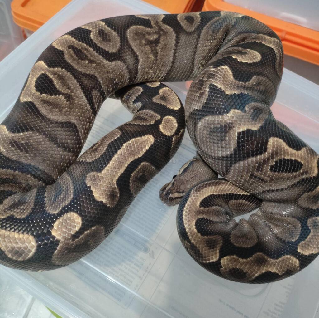 ghi-het-pied-WZWYV675US