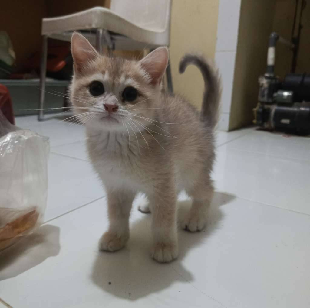 kucing-british-shorthair-SJED8LRHP7