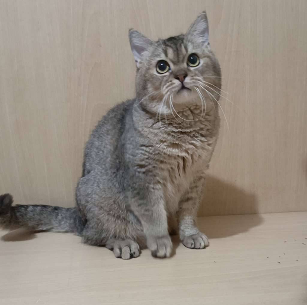 kucing-british-shorthair-6ZEF505EJR