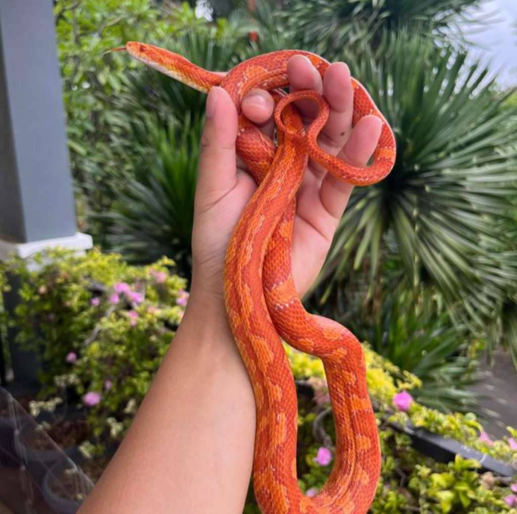 ular-jagungcorn-snake-proven-dewasa-male-135cm-kurang-lbih-panjangnya-RZJ2ENVF6X