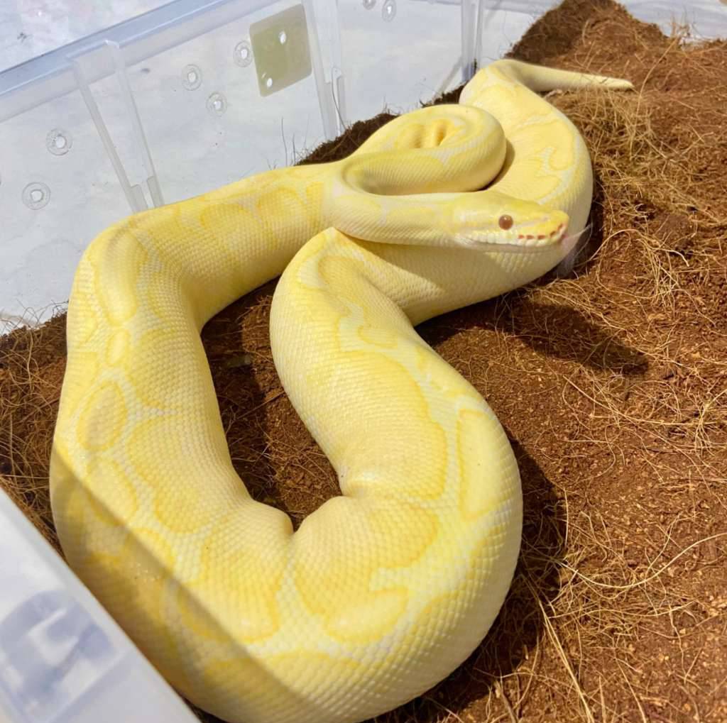 ballpython-candino-blackpastel-spider-HLEBCW6432