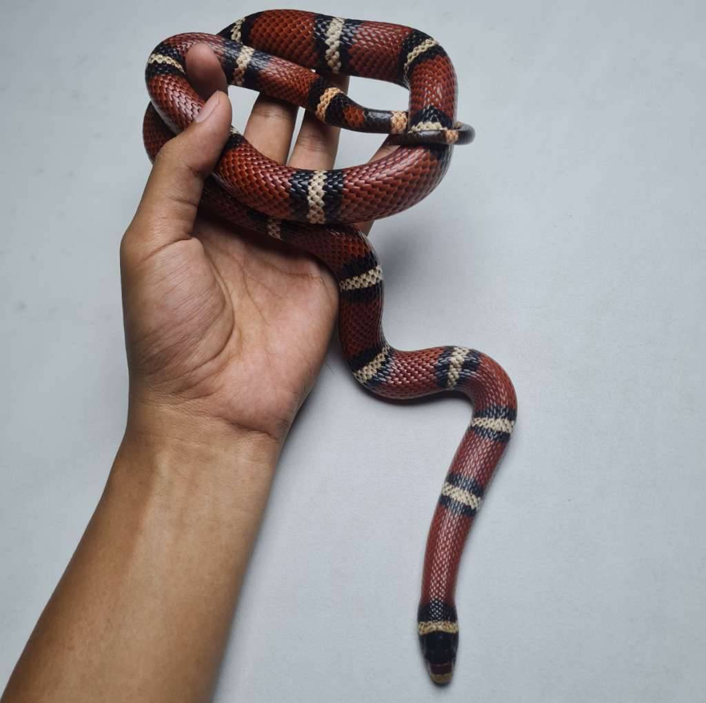 milksnake-nelson-TUSXJ274CH