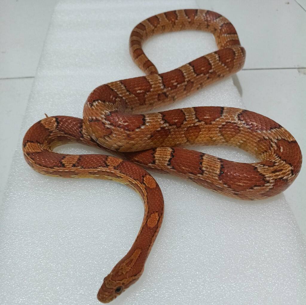 ular-jagungcorn-snake-proven-dewasa-male-135cm-kurang-lbih-panjangnya-17JIF0JNQ5