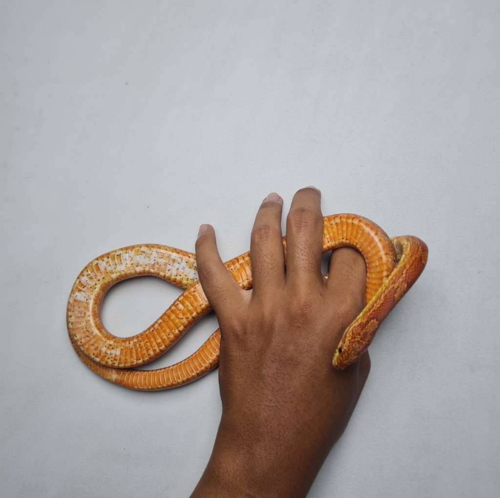 cornsnake-bloodred-QEBL41PAOT