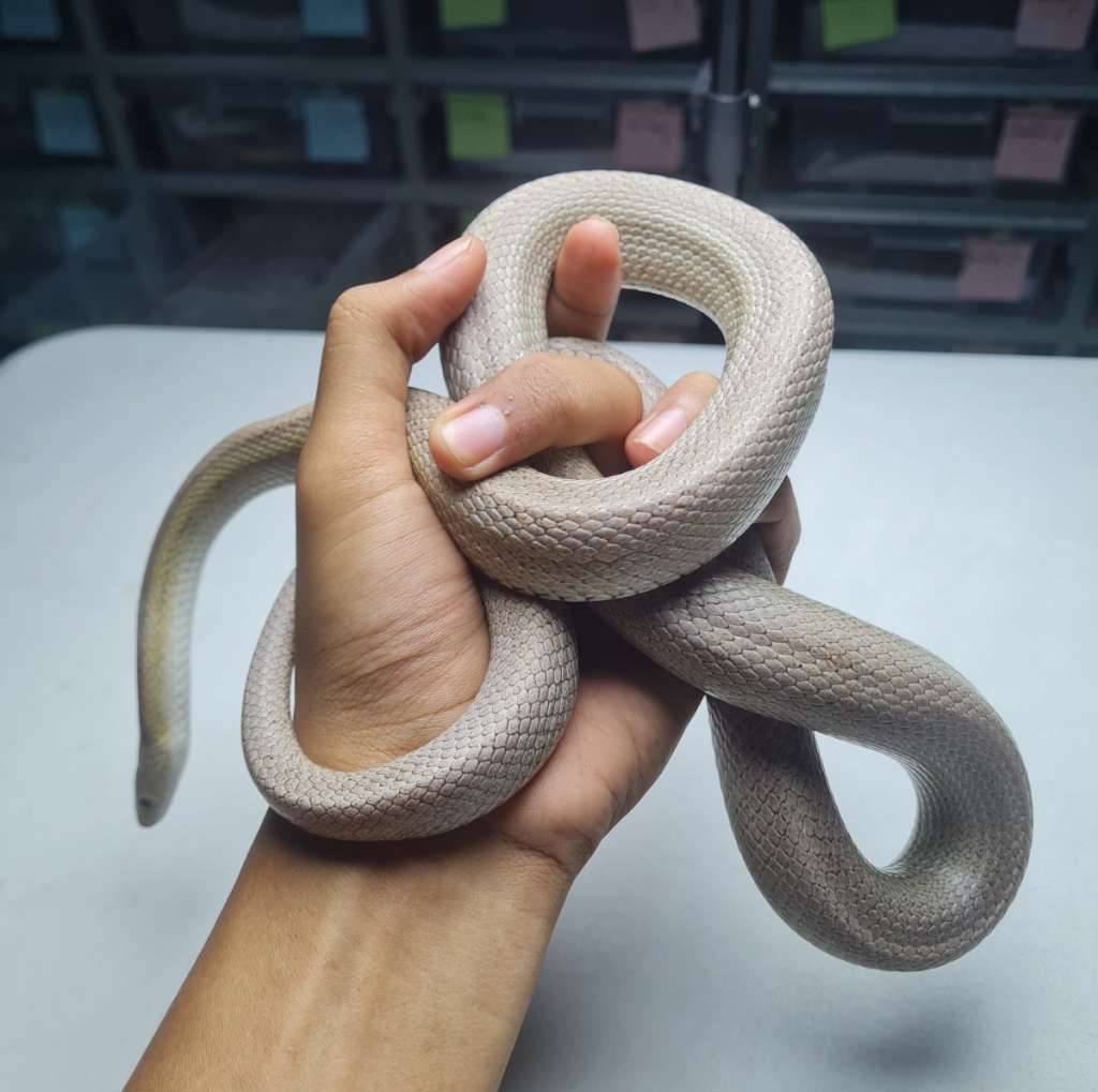 anery-stripe-4Y7VOEDVZY