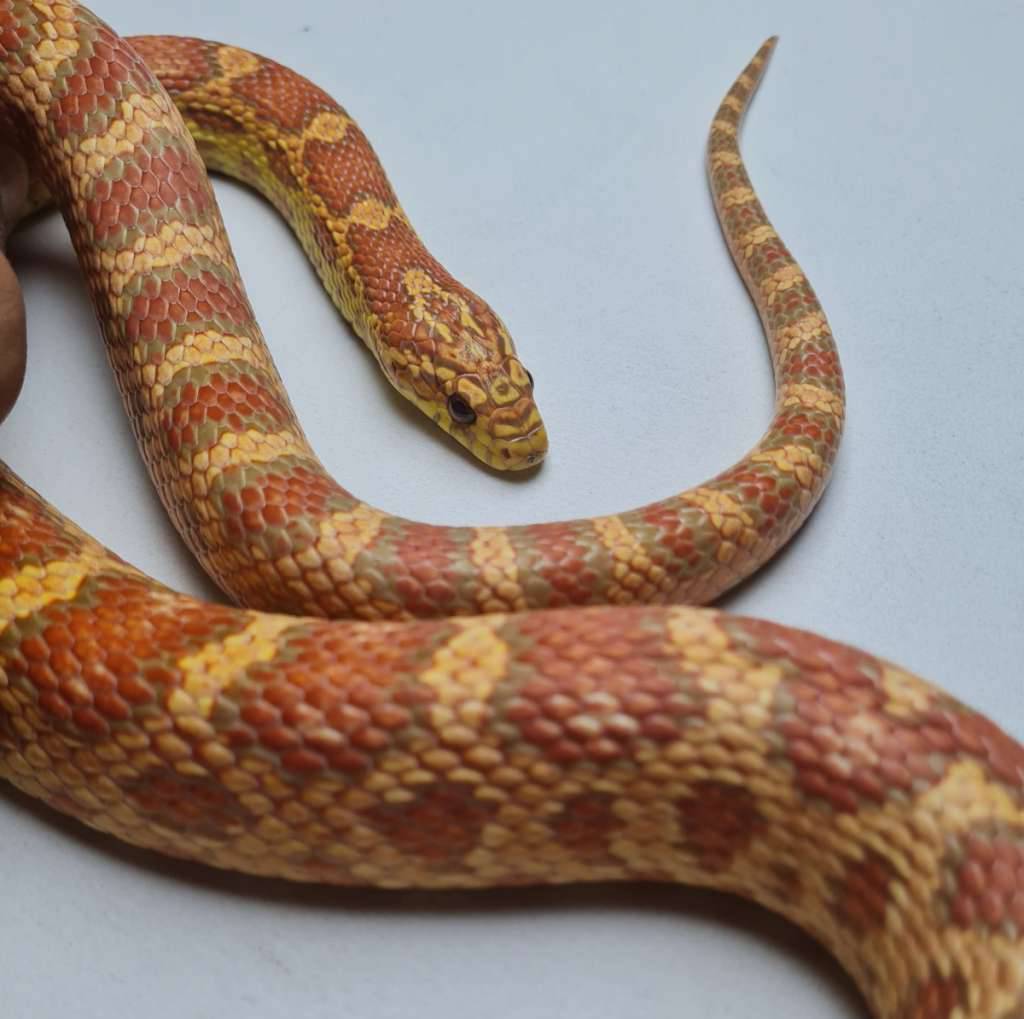 jungle-albino-t-R4ZF3X6330