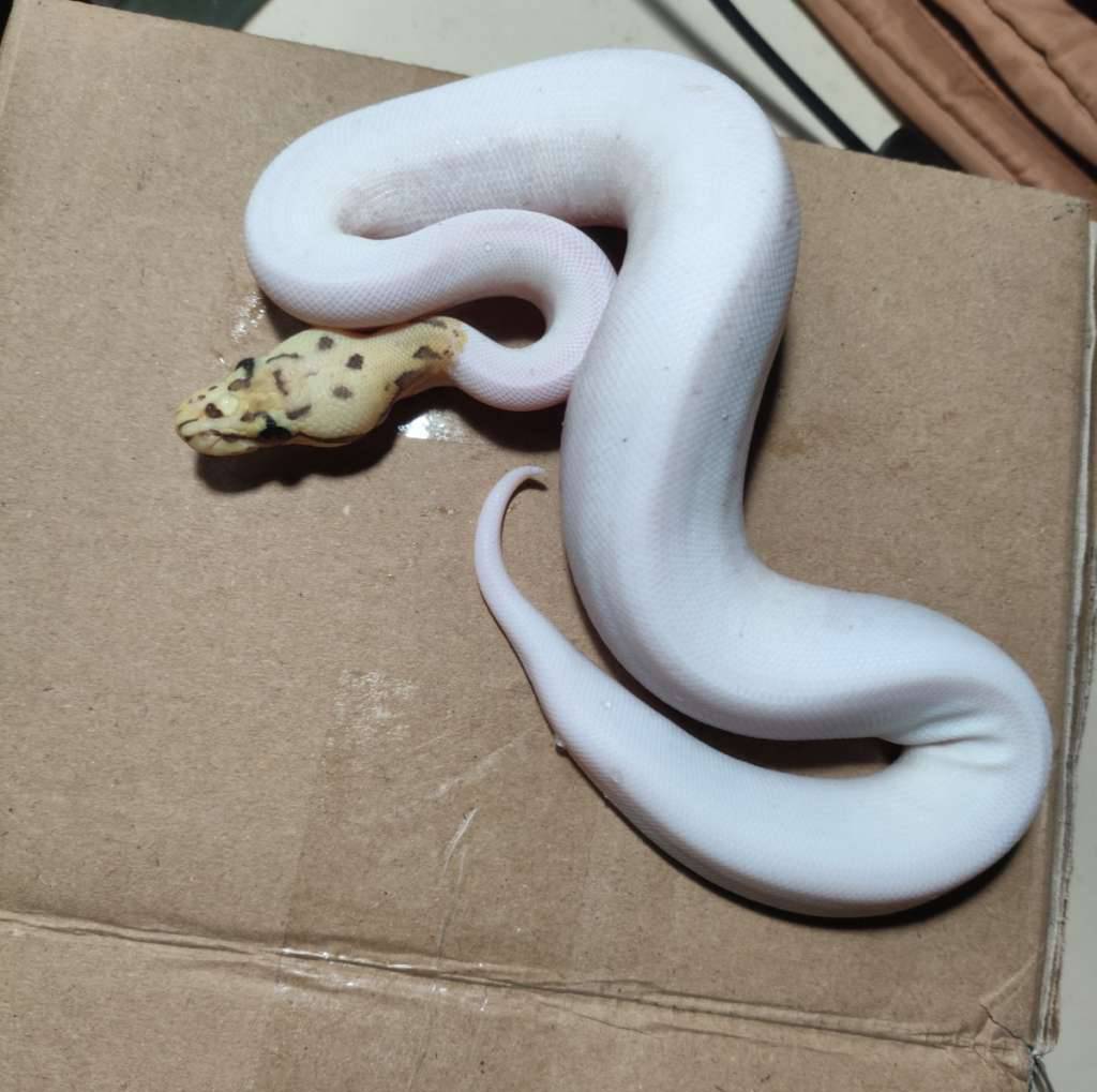 pied-killerbee-het-lavender-ph-clown-TGZLH1B9KD