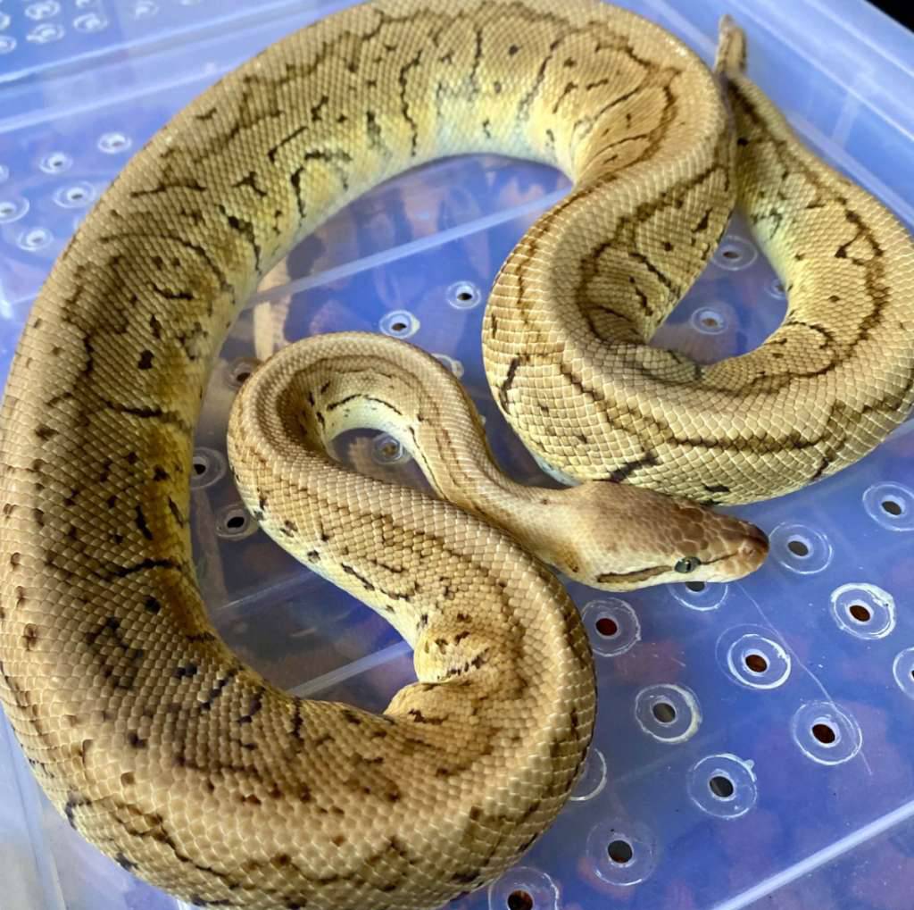 lemon-blast-het-grail-100-MVZLZO8X1D