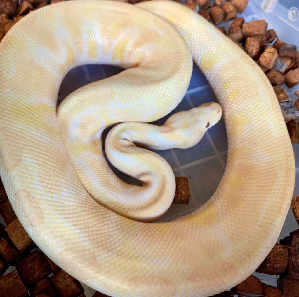 albino-phantom-lavender-het-clown-SIAKFDHL16