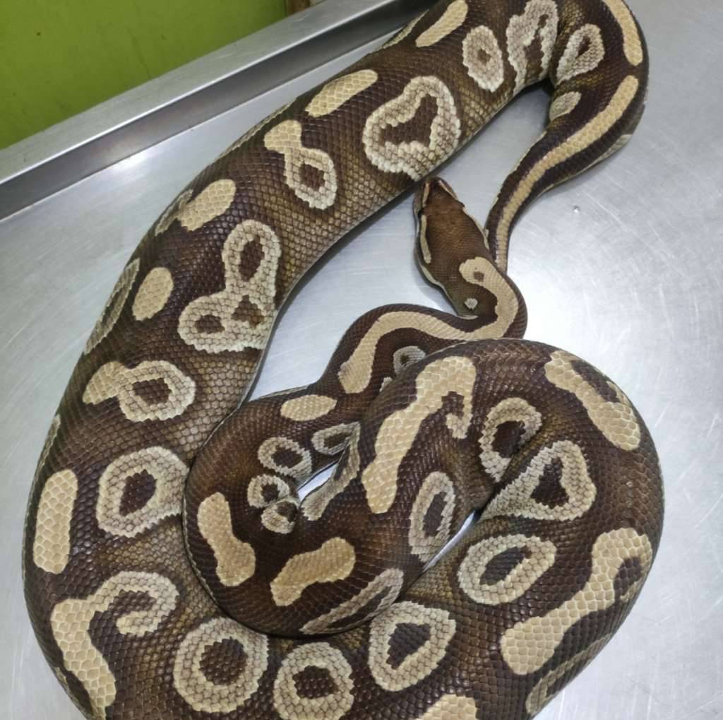 mojave-het-lavender-OSC1UA1U1B