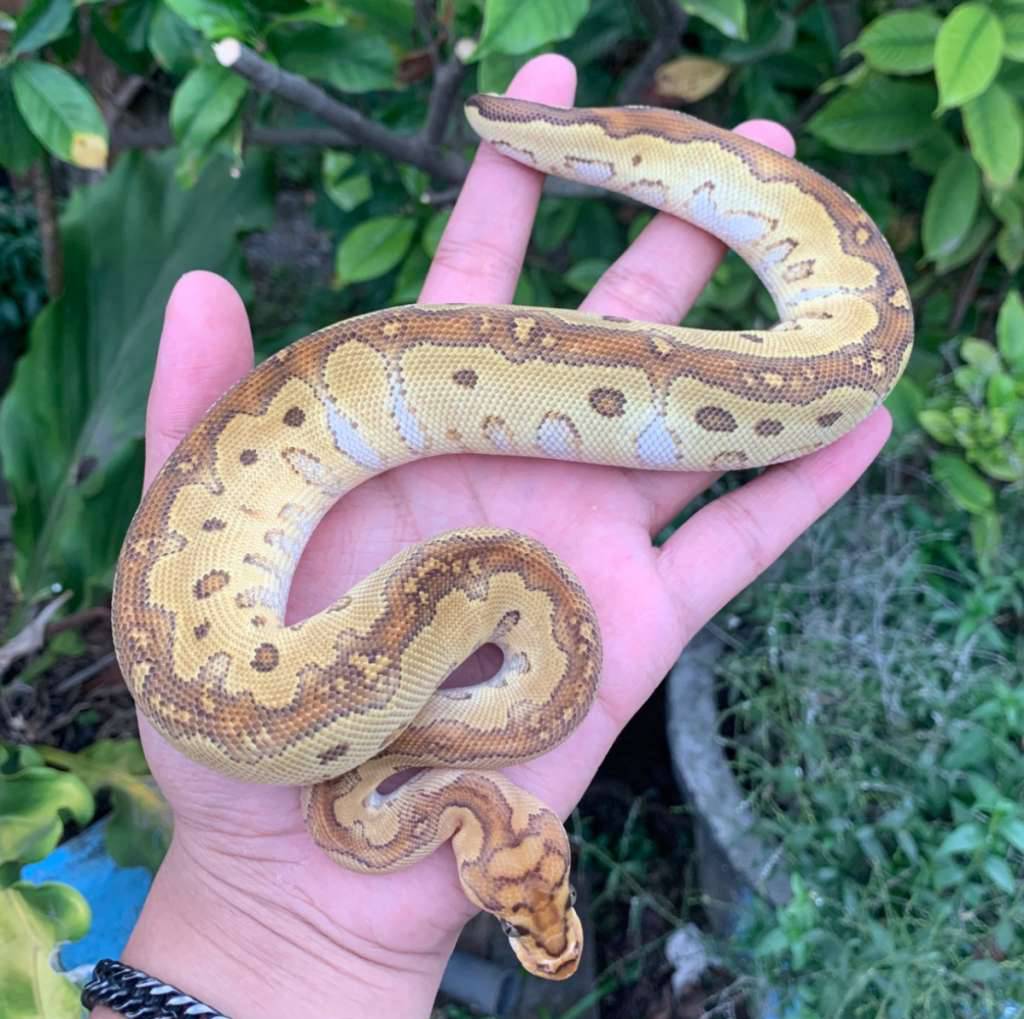 f-russo-clown-poss-redstripe-lace-PTMPLGPZW2