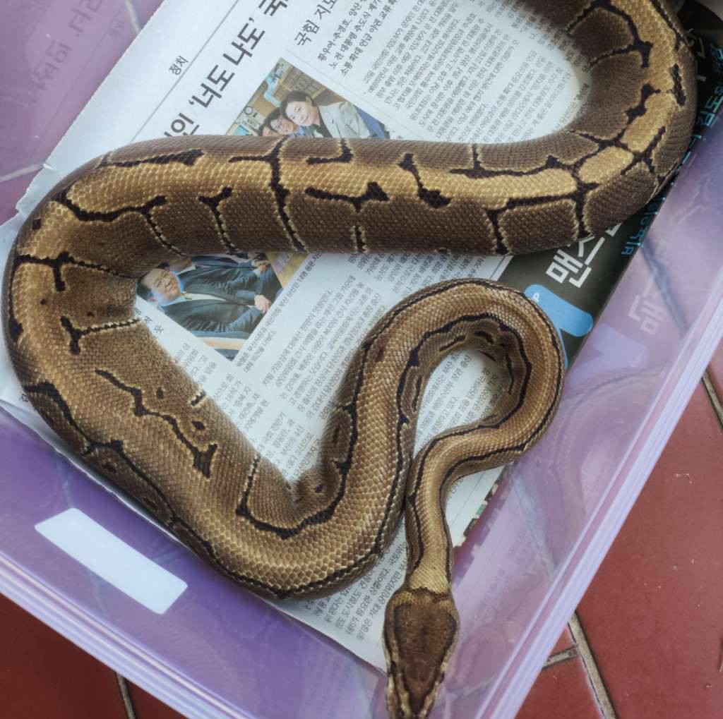 pinstripe-het-lavender-dewasa-9LTV1HQT45