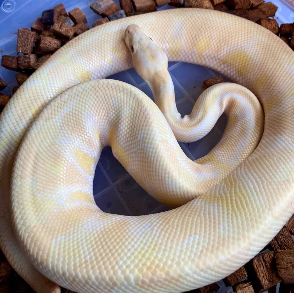 albino-phantom-lavender-het-clown-10-DUPAWZU76J