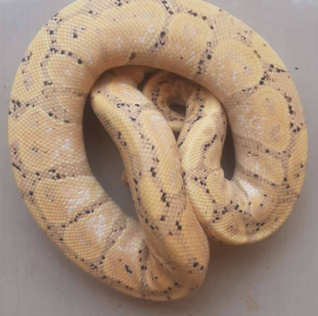 ball-python-banana-DUX26OOL9Y