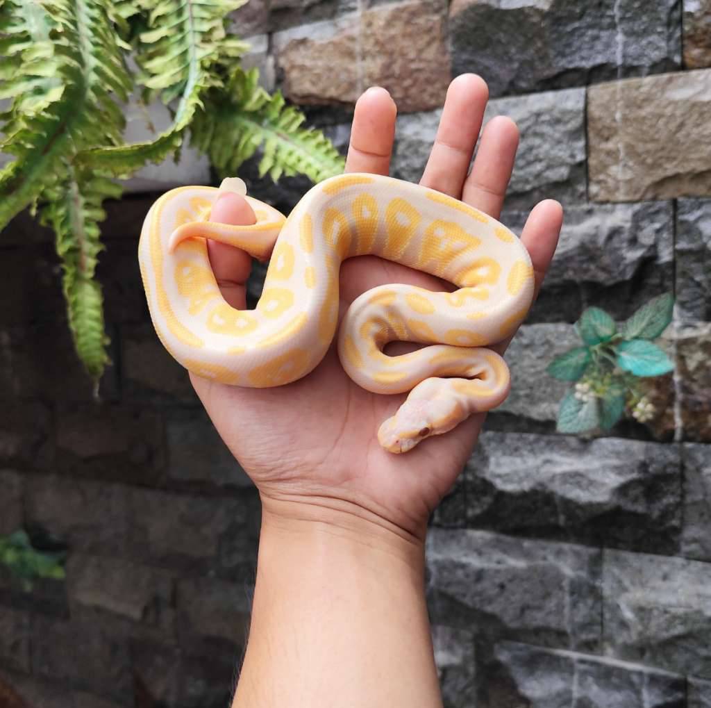 f-lavender-black-head-P71VS8K3T3