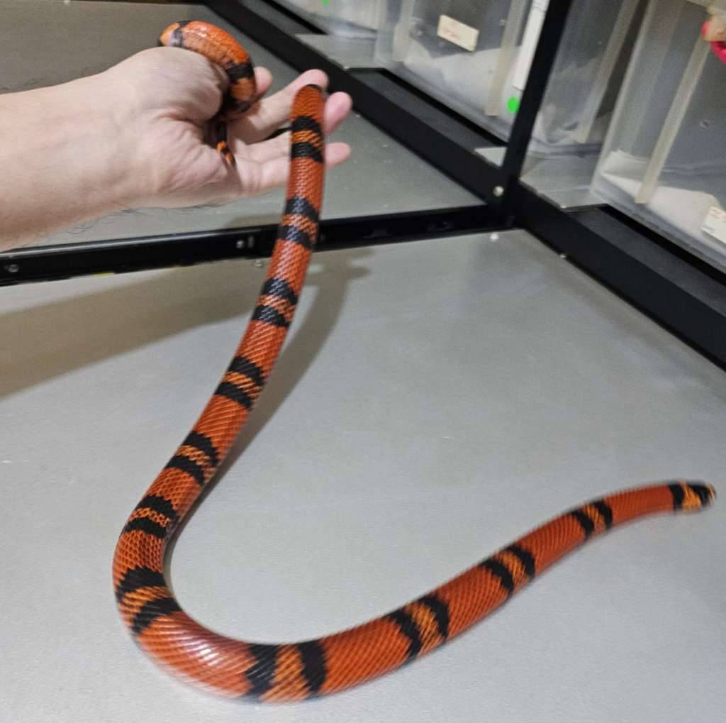 rtb-ms-honduran-tangerine-het-hypo-8VBAD8ERP5