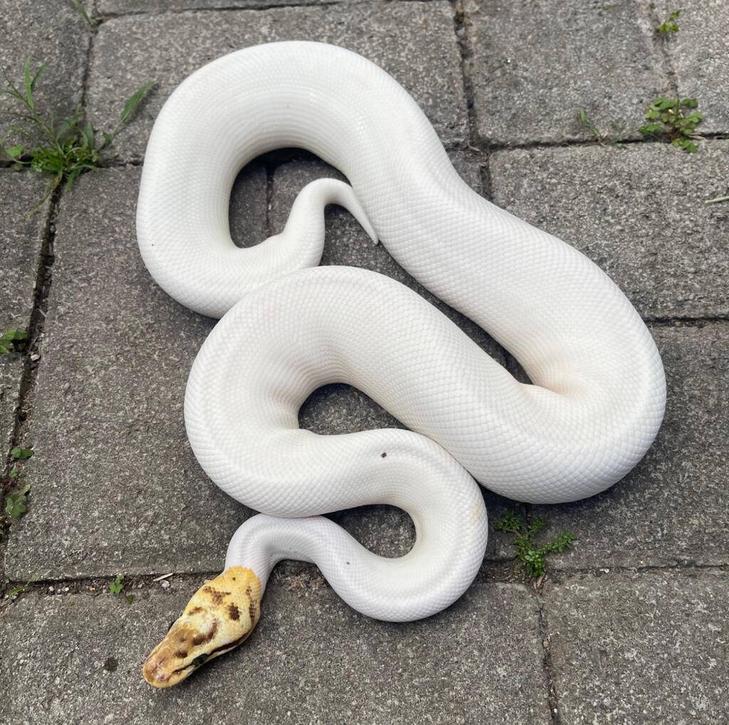 f-bumblebee-pied-ZP4HNVKF4L