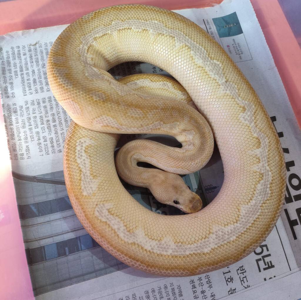 clown-lesser-cinnamon-E19JATKDSJ