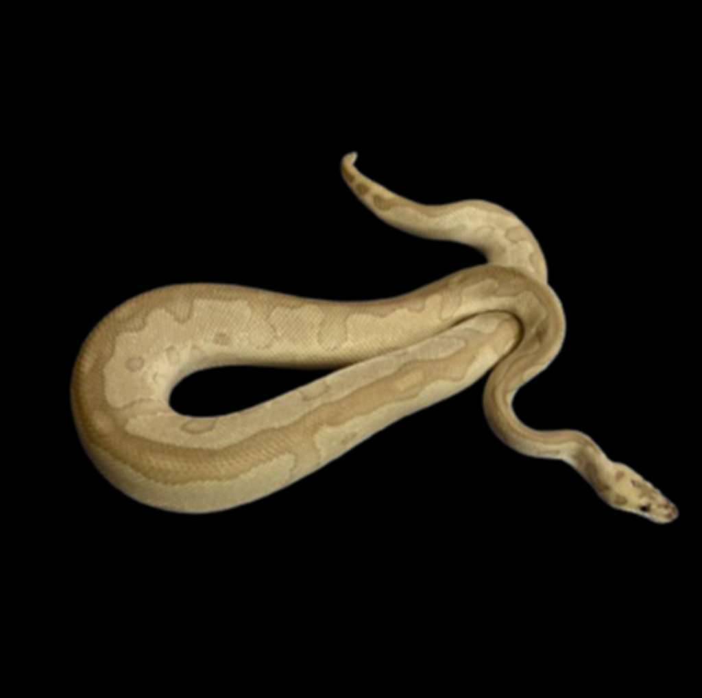 ballpython-pastel-lesser-clown-3QEOUY0O8R