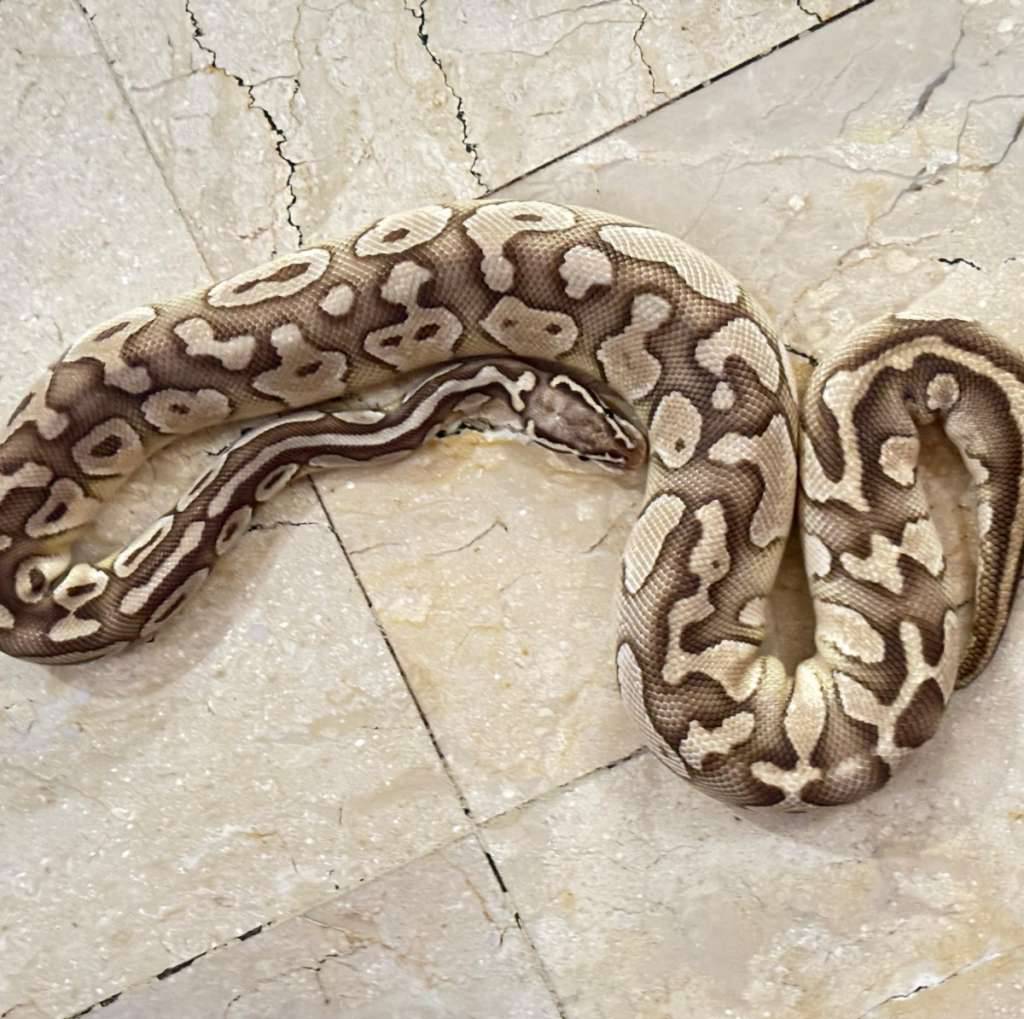 butter-pastel-het-clown-female-adult-H9ZSNIHE4M