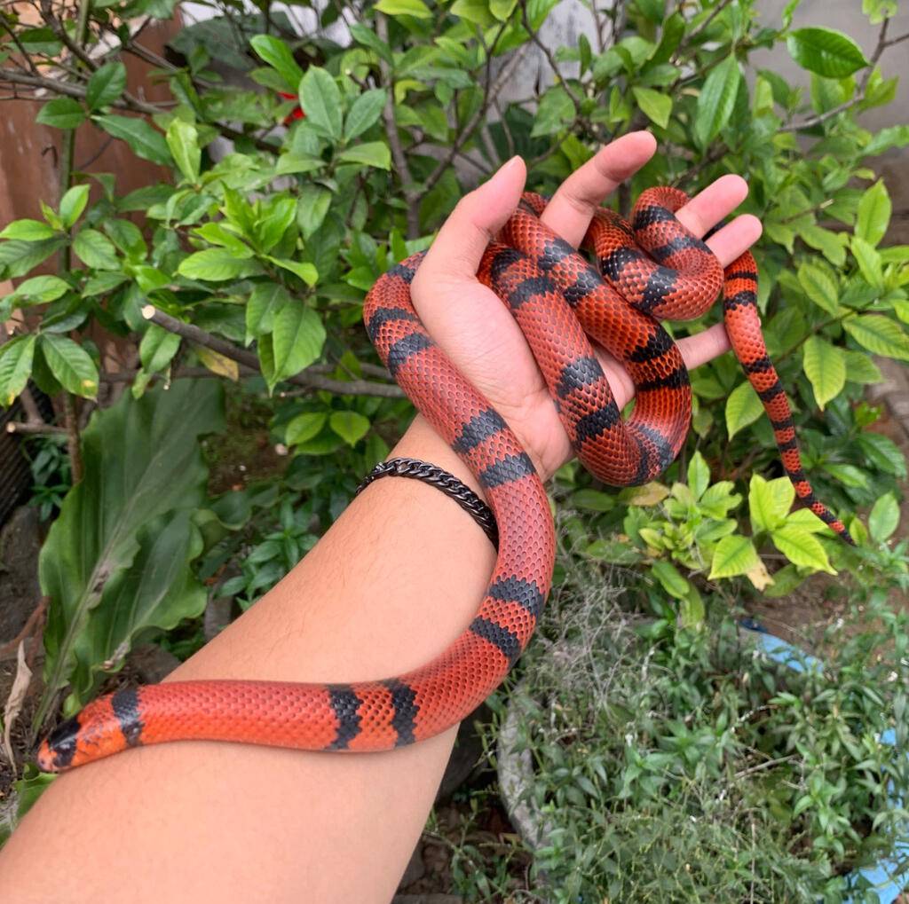 milksnake-honduran-adult-TU22B40BWF
