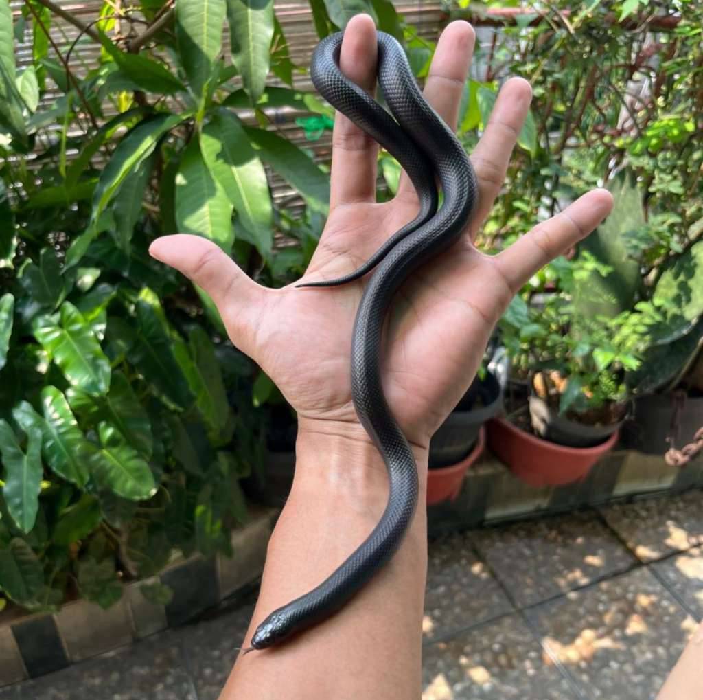 female-mexican-black-king-snake-mbk-A1FGQP62IX