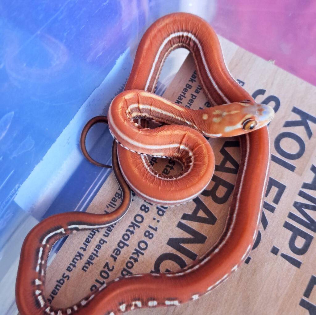hypo-tessera-scaleless-VM1QYYKZ1W