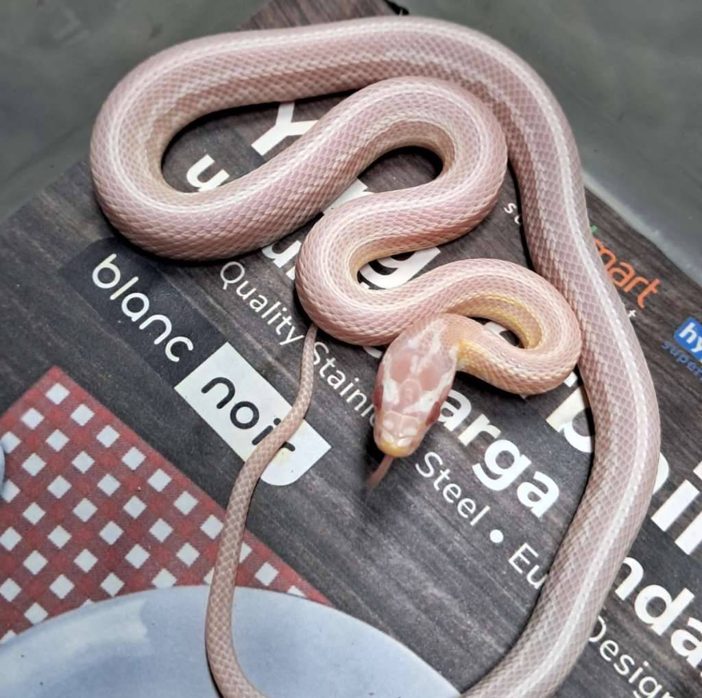 snow-tessera-I24D7LMDF9