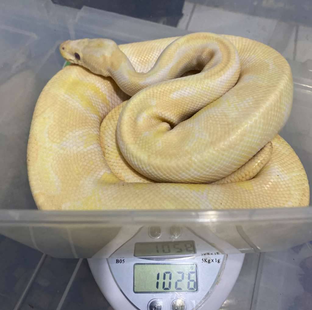 flash-salee-ball-phyton-20-male-adult--FT4SSTUXOW